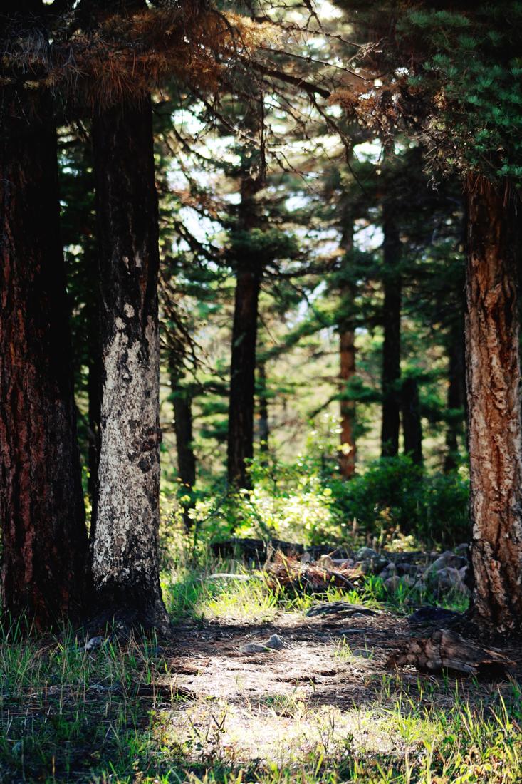 Pine Path