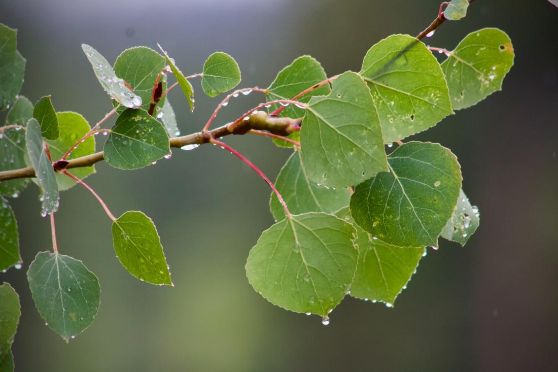 After Rain .3