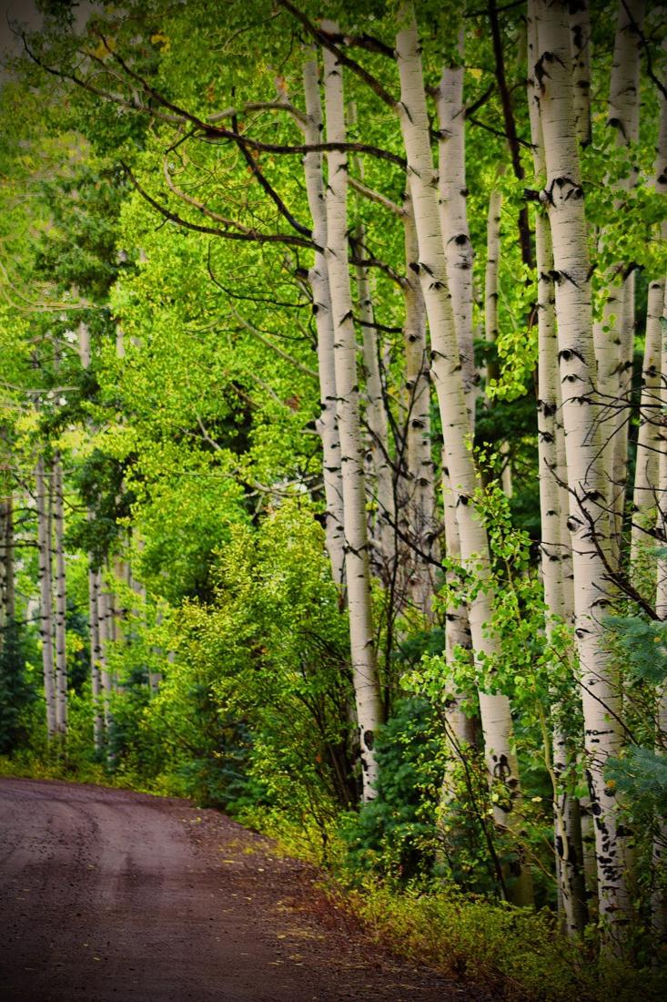 Aspen Wall