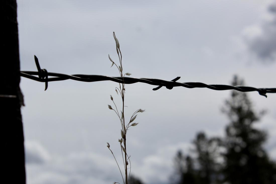 Beyond the Fence