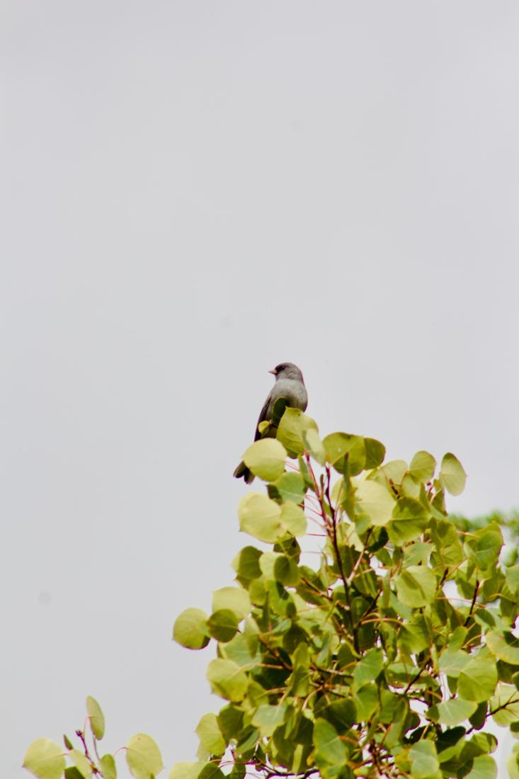 Bird in the Aspens