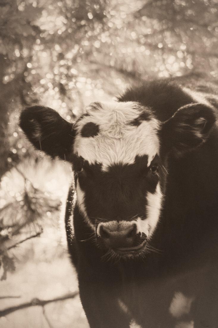 Calf in Winter Light