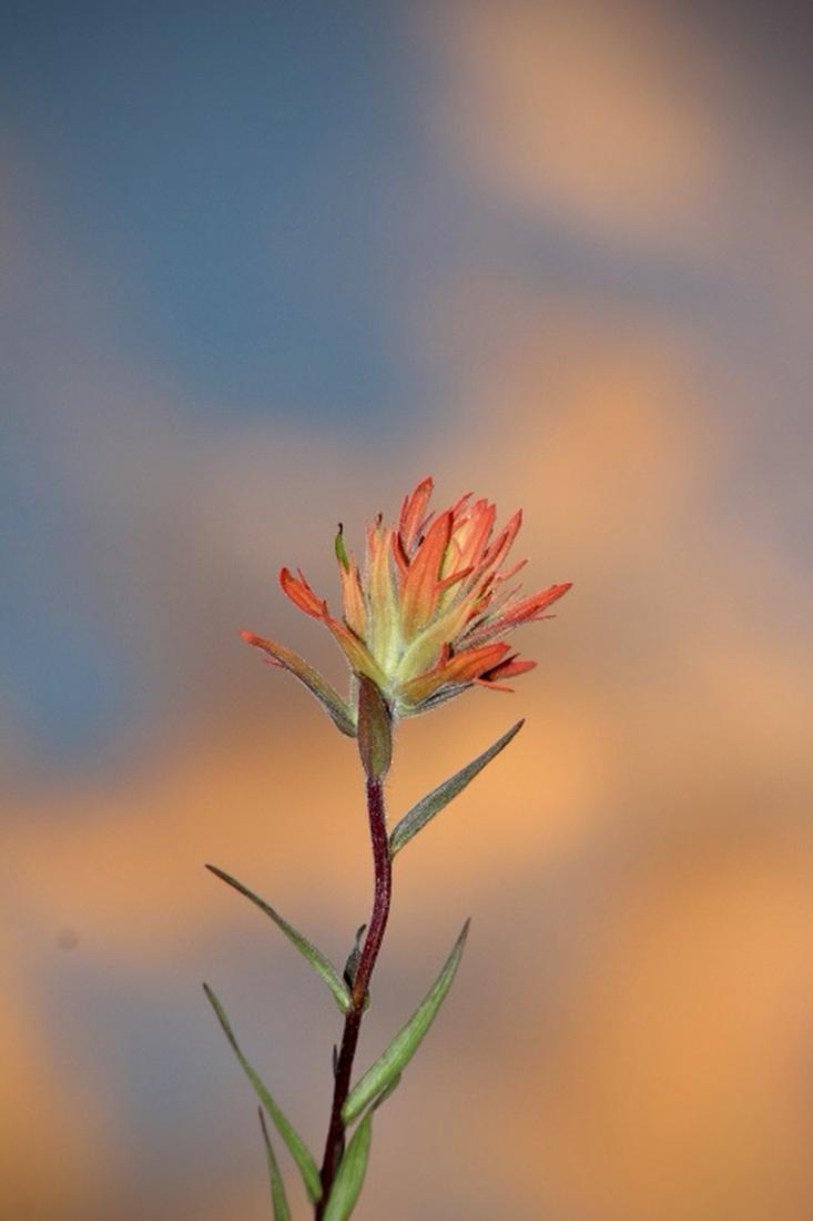 Castilleja