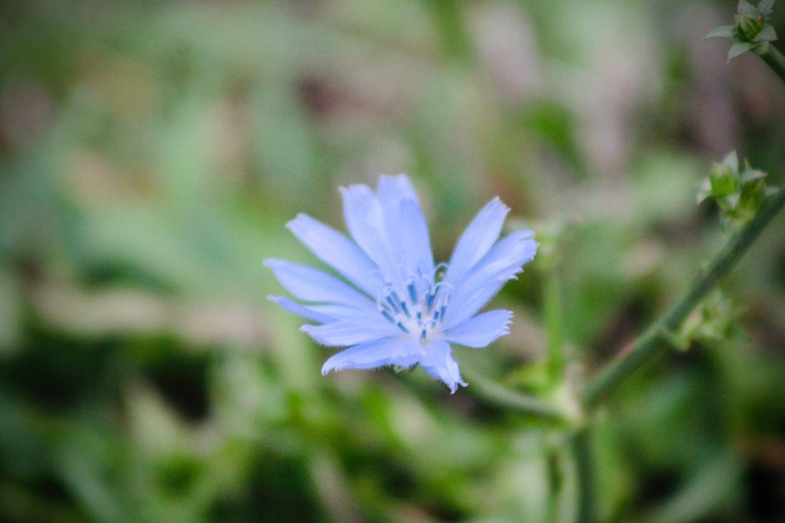 Chicory