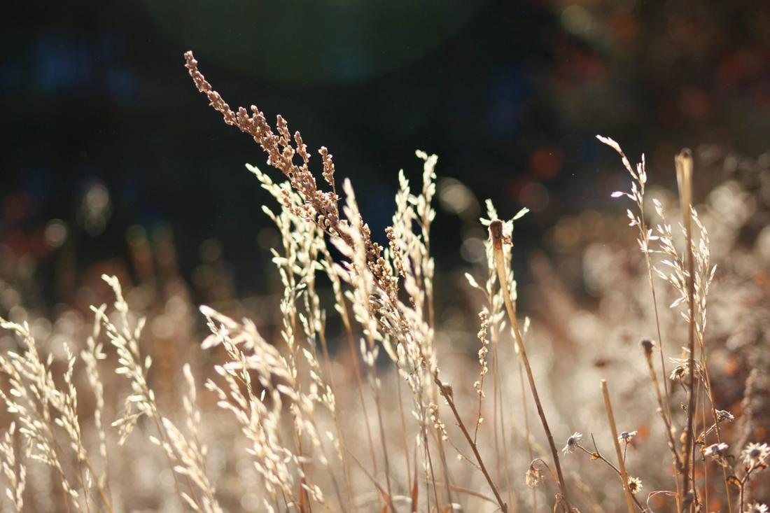 Field of light