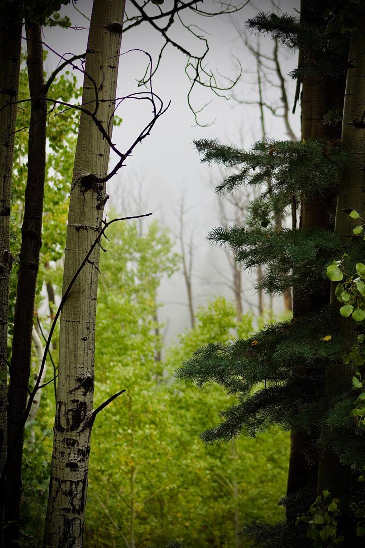 Fog in the Aspens