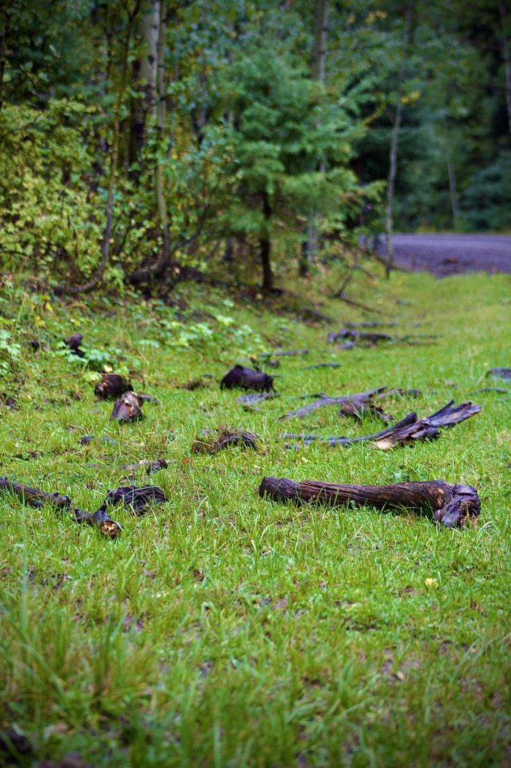 Forest Floor