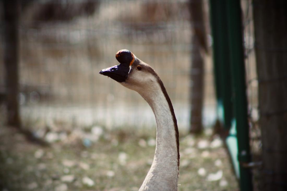 Goose