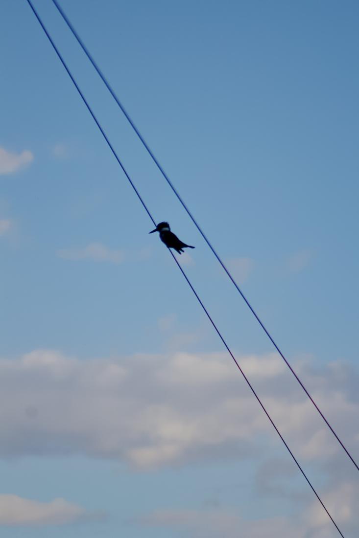 Kingfisher on a Wire