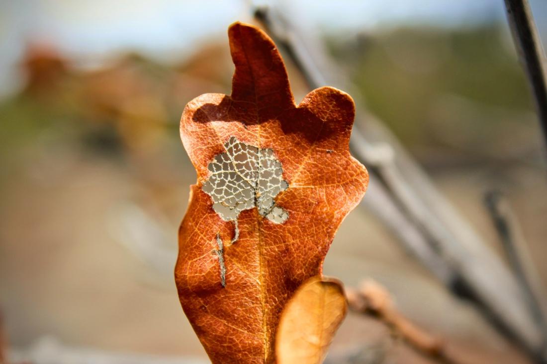LACY LEAF