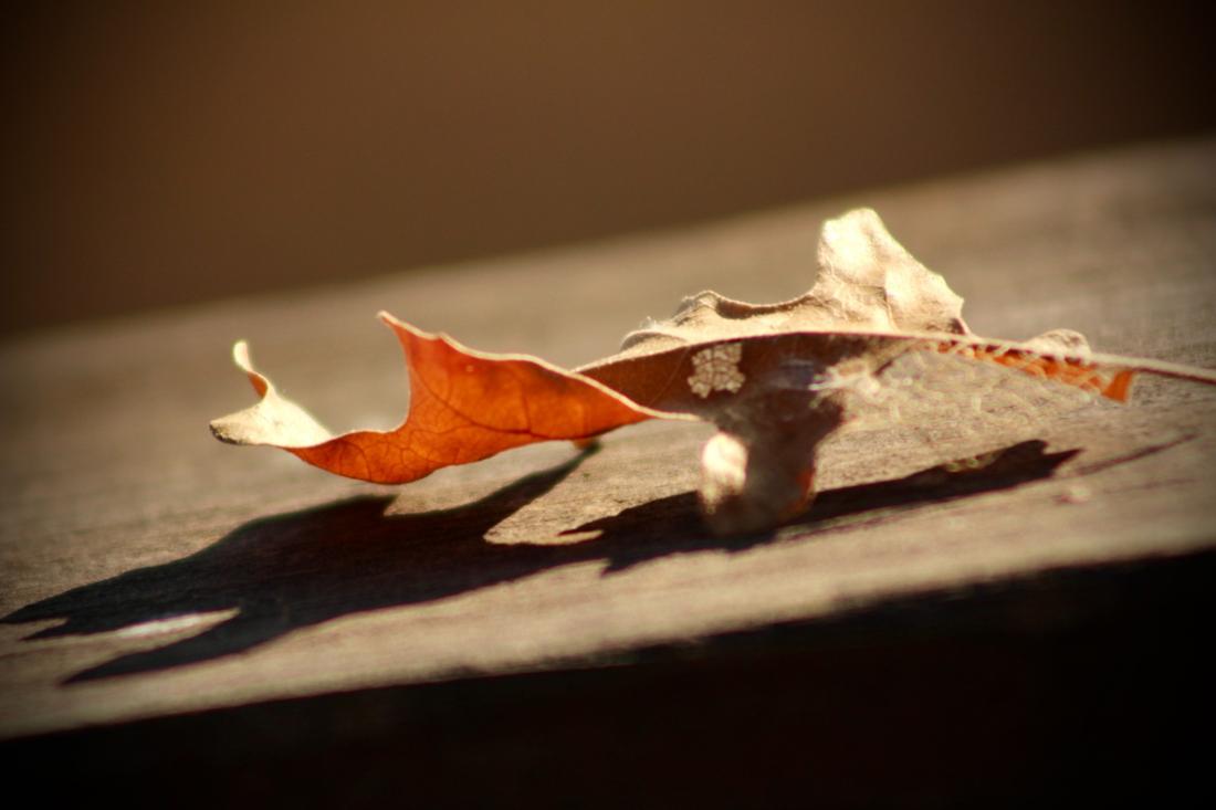 leaf .1