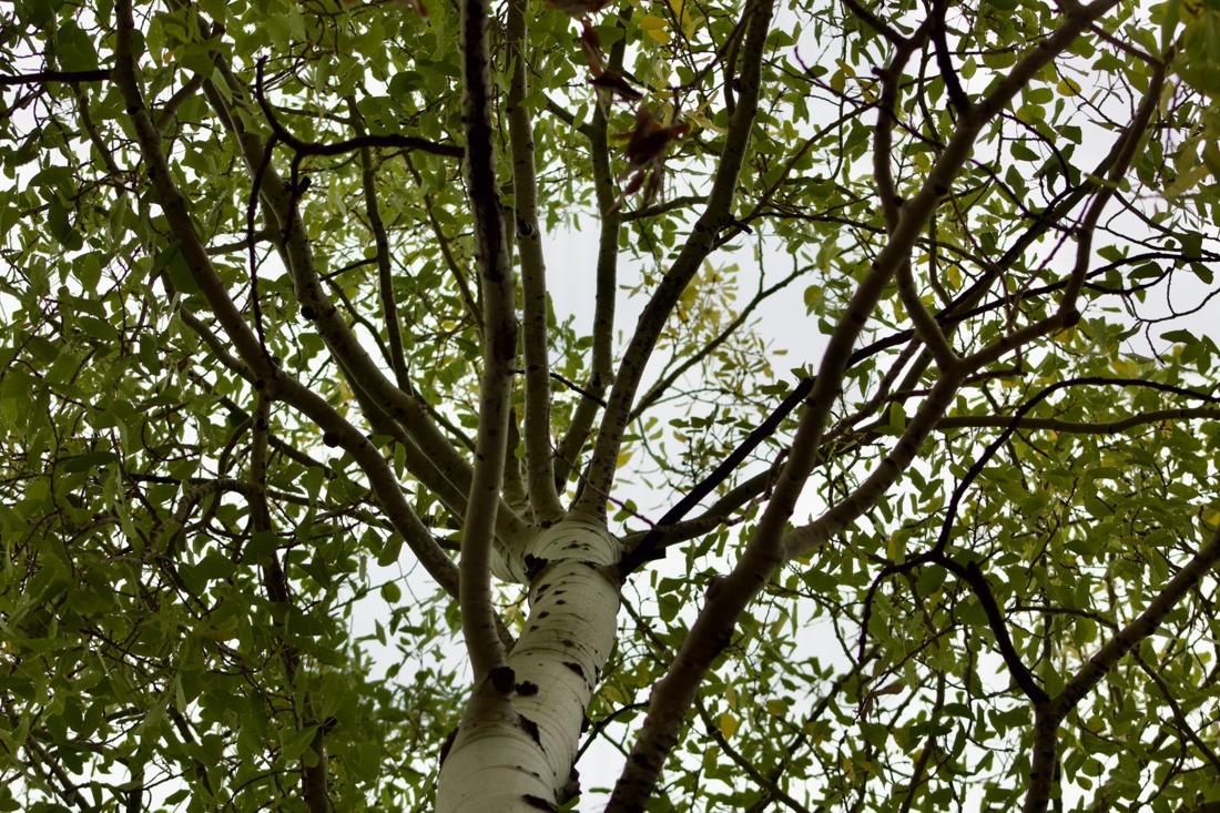 Looking Up
