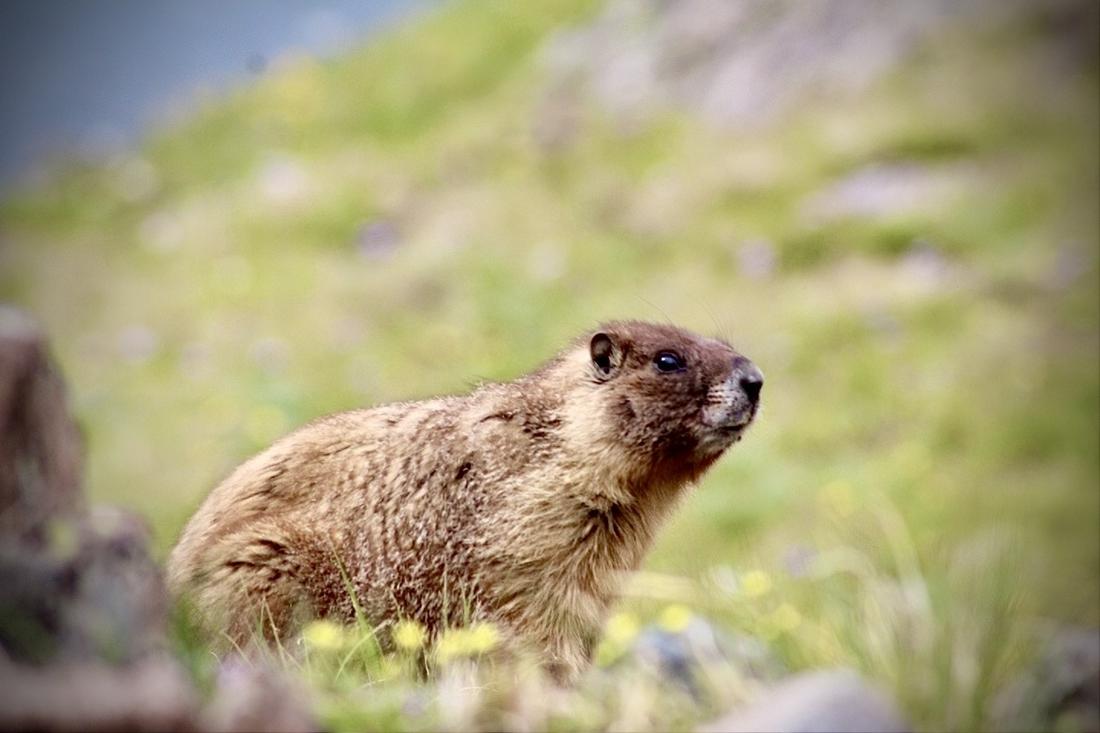 Marmot