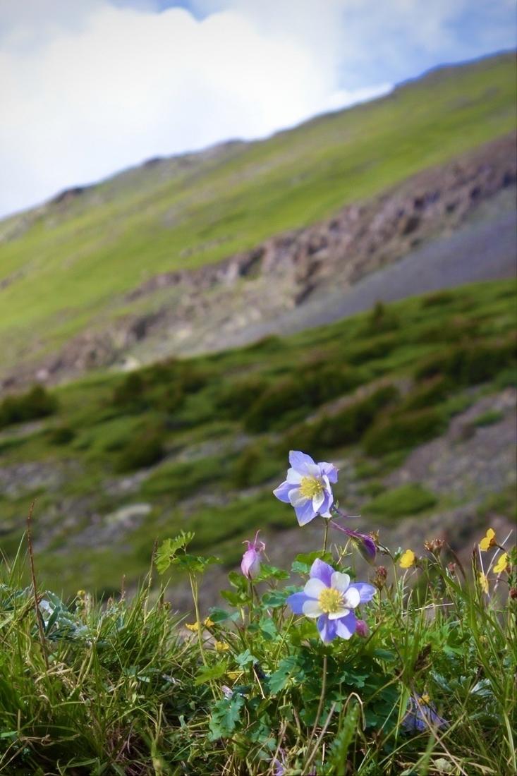 Mountain Wildflowers