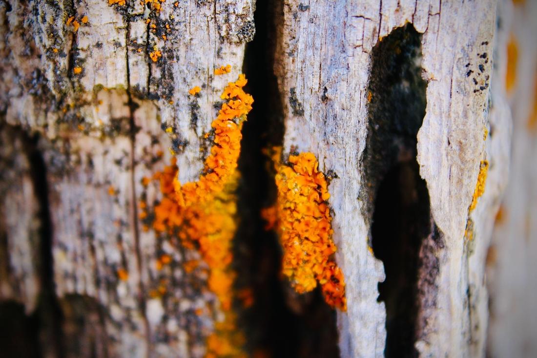 Orange Lichen