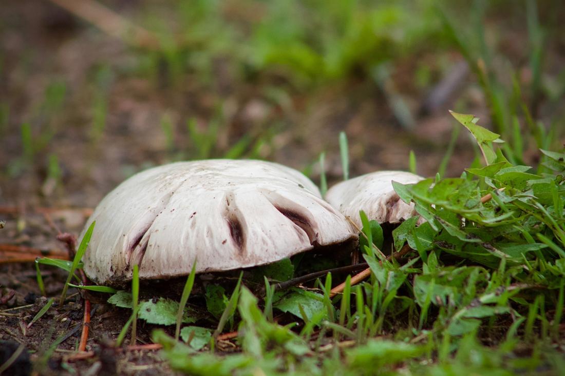 Underfoot