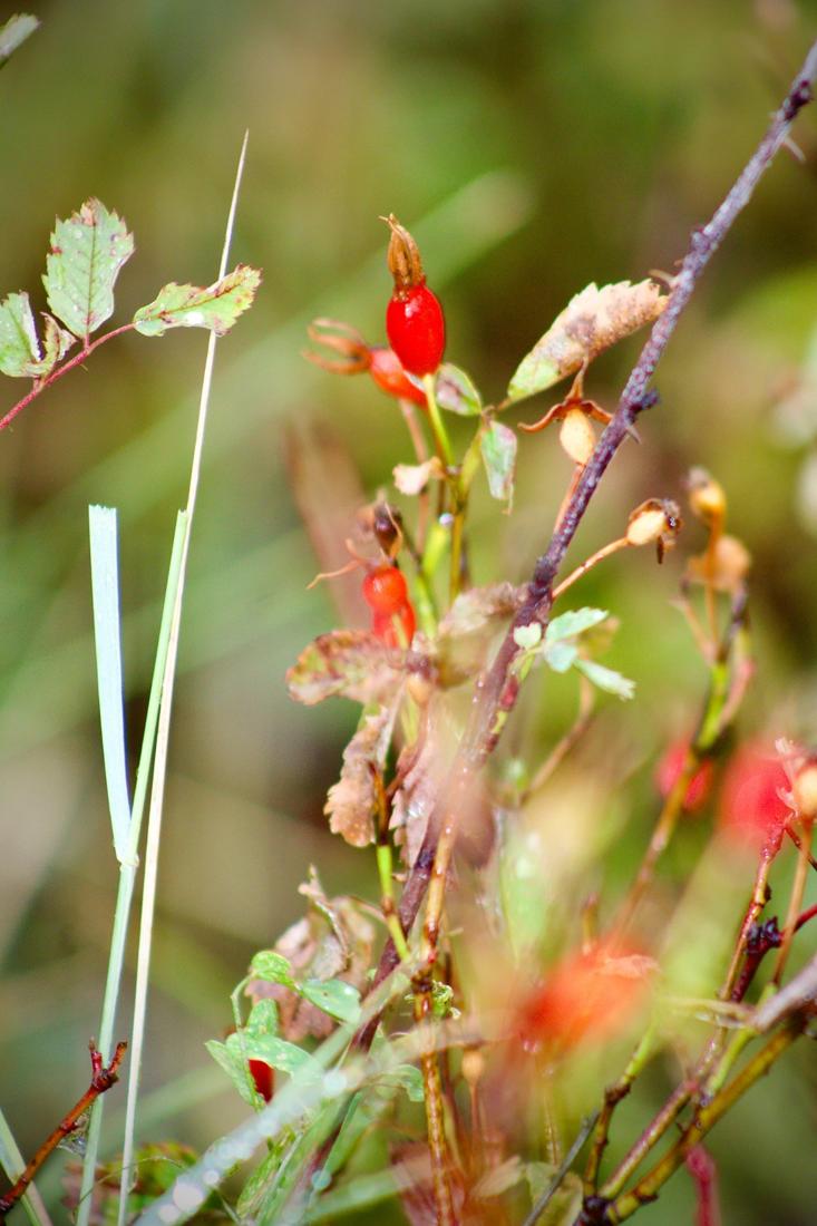 Woods Rose .2