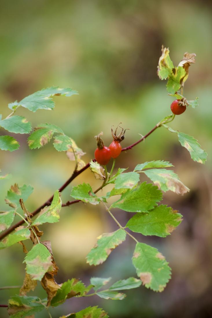 Woods Rose .3