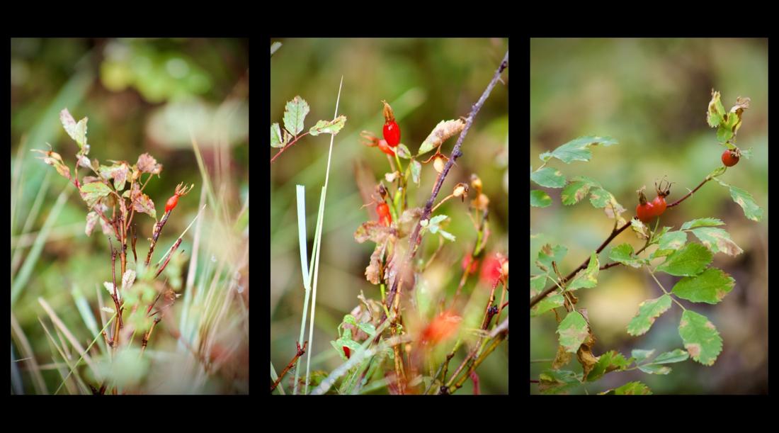 Woods Rose Collection